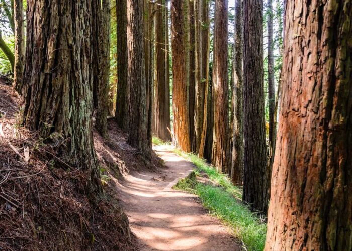A trail in Redwood near San Fran