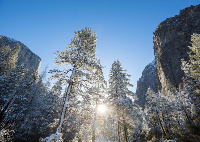 winter trees in Yosemite